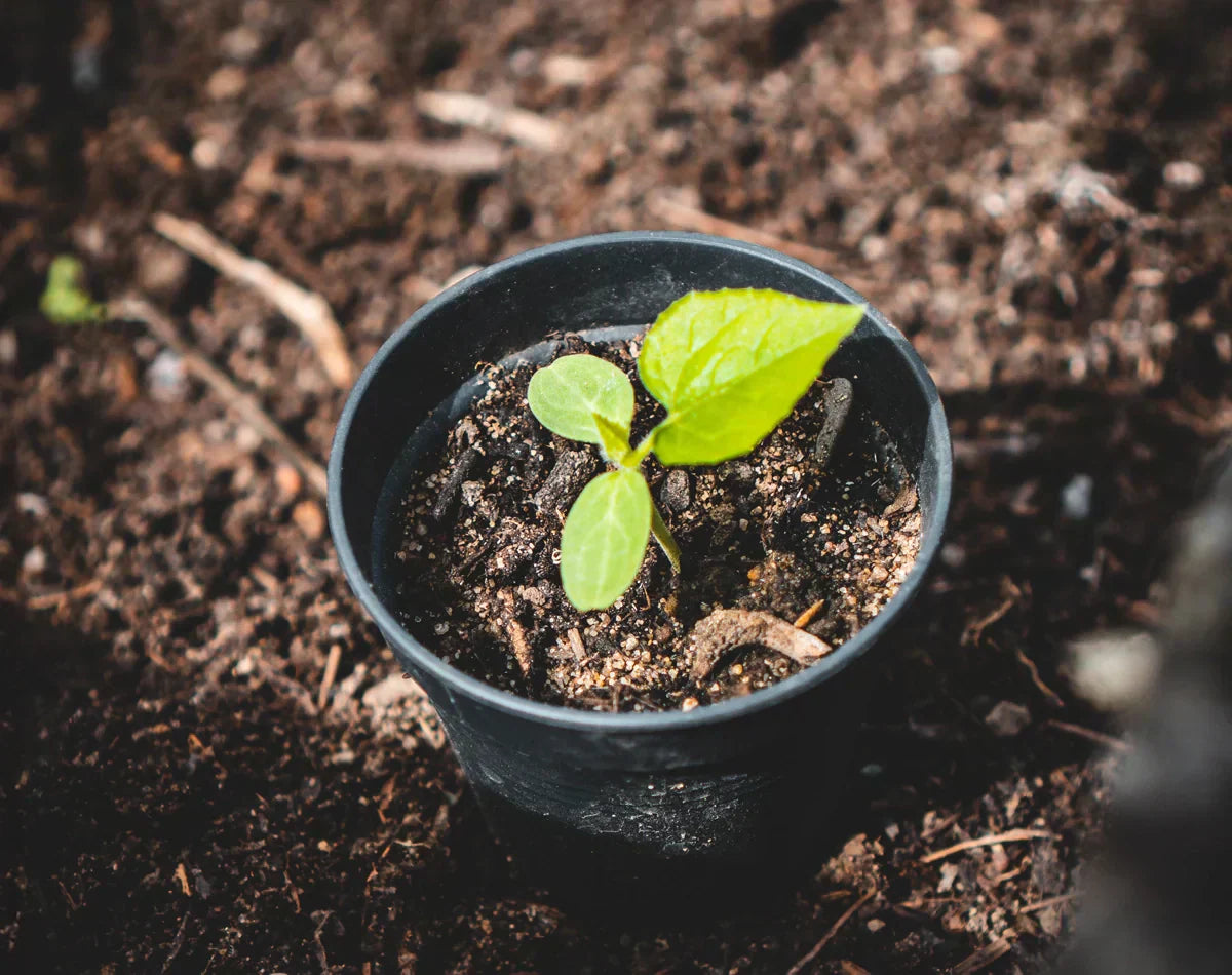 Kompost selber herstellen: So gelingt es zuhause wirklich